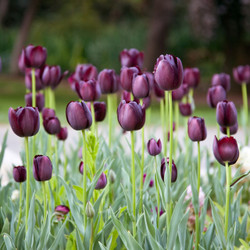 Tulip Single Late Queen of Night - Bulk Offer