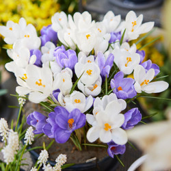 Crocus Large Flowering Yalta & Jeanne D Arc