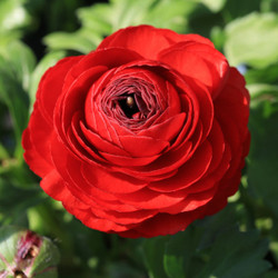 Ranunculus Tomer Red (Spring)