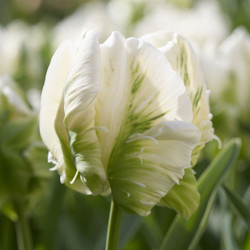 Tulip Super Parrot, showing the flower's ivory-white petals with scalloped edges and green flames.