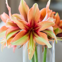 The flowers of cybister amaryllis Wild Amazone, displaying colors of brick red, maroon and pale green.