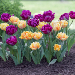 Tulip Assorted Foxy Foxtrot & Negrita Double