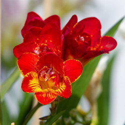 Freesia Single Red