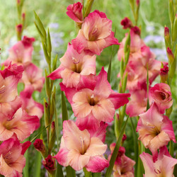 Gladiolus Apricot Bubble Gum