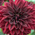 The wine-red flower of dahlia Arabian Night.