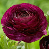 Ranunculus