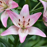 Lilies