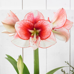 Amaryllis Single Showmaster