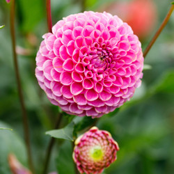 Dahlia PomPon Franz Kafka