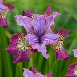 The plum and violet-pink flower of Siberian iris Miss Apple.