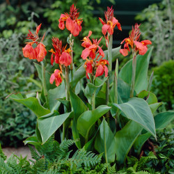 Canna Medium City of Portland