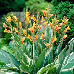 Canna Tall Stuttgart