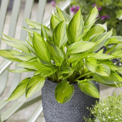 Hosta Small Leaf Ayesha