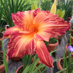 Daylily Pink Stripes