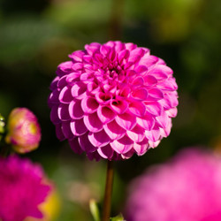 Bright pink pompon dahlia Jan van Schaffelaar blooming in a summer flower garden.