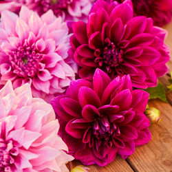 Dahlia Dinnerplate Thomas Edison & Lavender Perfection