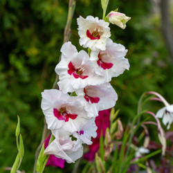 Gladiolus Fiorentina