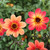 A group of single dahlias, featuring the peach and orange flowers of HS Date and the red and yellow blossoms of HS Flame.