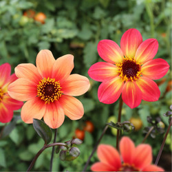 Two single dahlia flowers, featuring red HS Flame and salmon HS Date  with their daisy-like petals and prominent, dark centers.