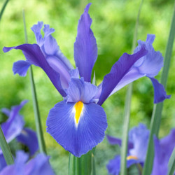 A single blossom of ultramarine-blue Dutch iris Discovery, showing the flower's elegant form and distinctive yellow blaze on the falls.