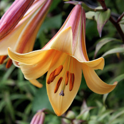 The large, golden yellow flowers of trumpet Lily African Queen, showing how the petals have a raspberry-pink reverse.