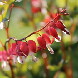 Dicentra Spectabilis Valentine