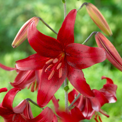 These large, deep red flowers of Asiatic lily Red Velvet bloom in early summer on sturdy, 4-foot stems.