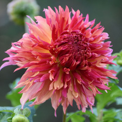 Dahlia Dinnerplate Myrtles Folly