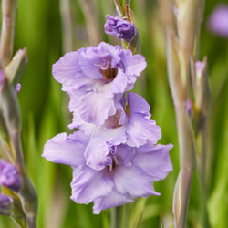 Gladiolus Milka