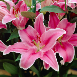 Hot pink Oriental lily Marlon, blooming in a summer flower garden.