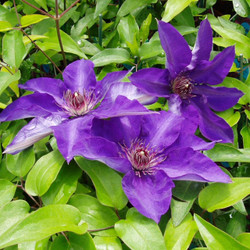 Clematis The President