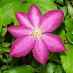 Clematis Pink Champagne