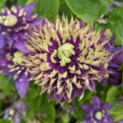 Clematis Taiga