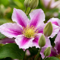 Clematis Piilu (Little Duckling)