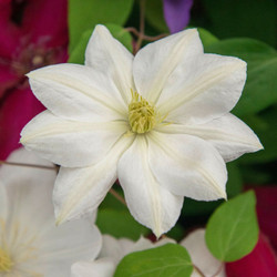 Clematis Toki