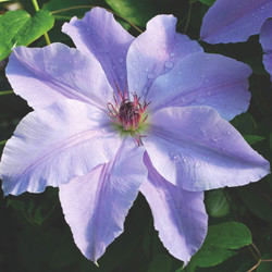 Clematis Vancouver™ Deb Dahl