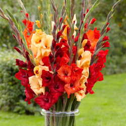 Gladiolus Flame Mix - Bulk Offer