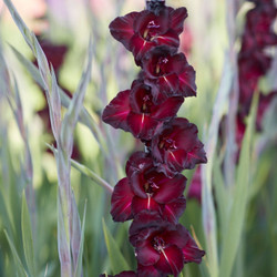 Gladiolus  Black Sea