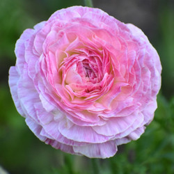 Ranunculus Aviv Picotee Pink/White (Spring)