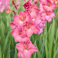 Gladiolus Indian Summer