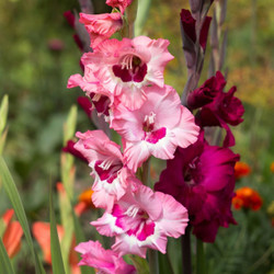 Gladiolus Wine and Roses