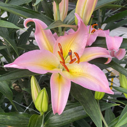 Lily Oriental Hocus Pocus (Spring)