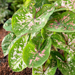 Caladium Fancy Florida Elise