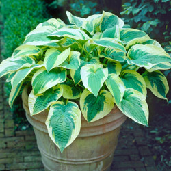 Hosta Large Leaf Wide Brim