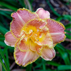 Daylily Susan Pritchard Petit