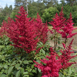 Astilbe Chinensis Red Skyscraper