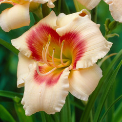 Daylily Forty Second Street