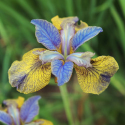 Iris Siberica Tipped in Blue