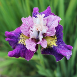 Iris Siberica Mulberry Street