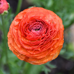 Ranunculus Aviv Picotee Red/Yellow (Spring)